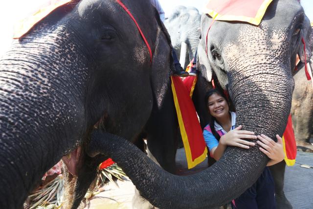 (260313) -- PATTAYA, March 13, 2026 (Xinhua) -- A tourist poses for photos with elephants during an event celebrating the Thai National Elephant Day at Nong Nooch Tropical Garden in Pattaya, Thailand, March 13, 2026. Thai National Elephant Day is celebrated on March 13 annually in Thailand. Various activities are held to raise public awareness of the elephants. (Xinhua/Rachen Sageamsak)