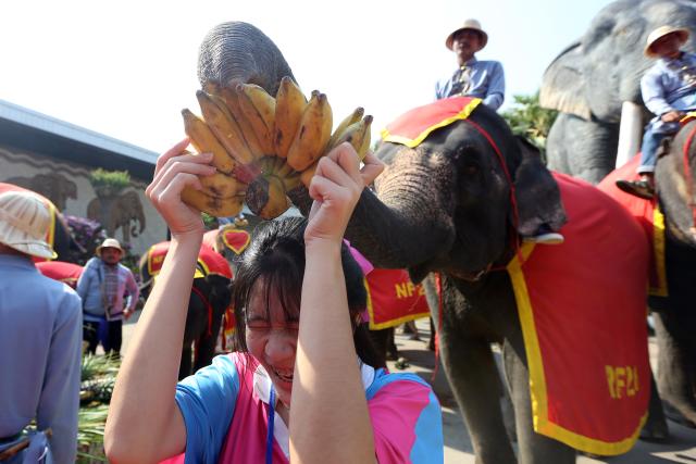 (260313) -- PATTAYA, March 13, 2026 (Xinhua) -- Tourists interact with elephants during an event celebrating the Thai National Elephant Day at Nong Nooch Tropical Garden in Pattaya, Thailand, March 13, 2026. Thai National Elephant Day is celebrated on March 13 annually in Thailand. Various activities are held to raise public awareness of the elephants. (Xinhua/Rachen Sageamsak)