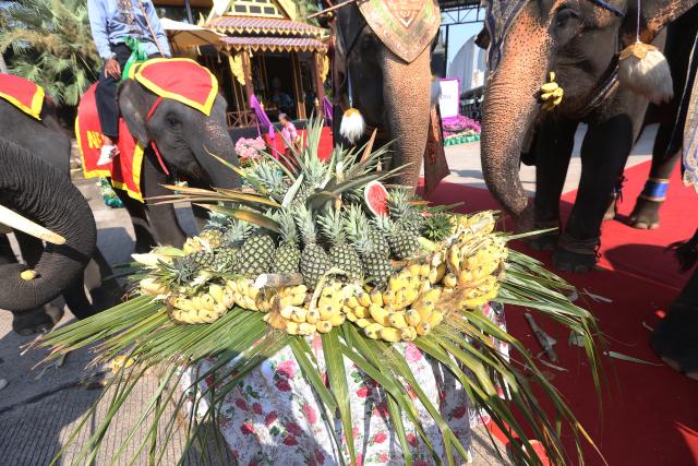 (260313) -- PATTAYA, March 13, 2026 (Xinhua) -- Elephants eat fruits during an event celebrating the Thai National Elephant Day at Nong Nooch Tropical Garden in Pattaya, Thailand, March 13, 2026. Thai National Elephant Day is celebrated on March 13 annually in Thailand. Various activities are held to raise public awareness of the elephants. (Xinhua/Rachen Sageamsak)