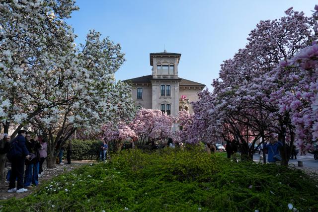 (260314) -- MILAN, March 14, 2026 (Xinhua) -- This photo taken on March 13, 2026 shows magnolia blossoms in Milan, Italy. (Xinhua/Li Jing)