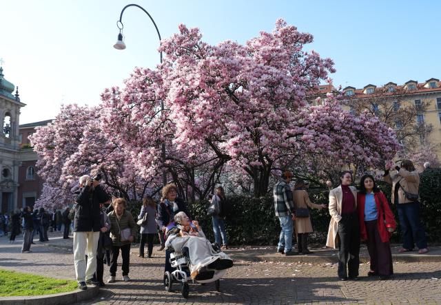 (260314) -- MILAN, March 14, 2026 (Xinhua) -- People view magnolia blossoms in Milan, Italy, March 13, 2026. (Xinhua/Li Jing)