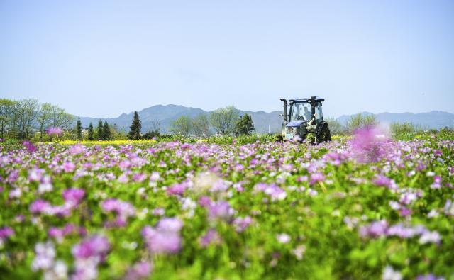 (260314) -- BEIJING, March 14, 2026 (Xinhua) -- A farmer plows a field in Yangquan Town of Changning City, central China's Hunan Province, March 13, 2026. (Photo by Zhou Xiuyuchun/Xinhua)