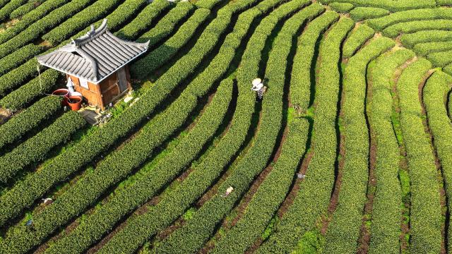 (260314) -- GUANGXI, March 14, 2026 (Xinhua) -- An aerial drone photo taken on March 13, 2026 shows a farmer picking tea leaves in a tea garden in Sanjiang Dong Autonomous County, south China's Guangxi Zhuang Autonomous Region. As the spring tea picking season starts, tea factories and farmers are busy harvesting tea leaves in Sanjiang Dong Autonomous County. (Xinhua/Zhang Ailin)