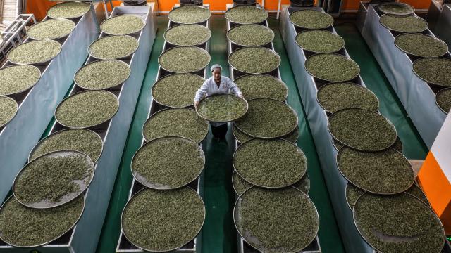 (260314) -- GUANGXI, March 14, 2026 (Xinhua) -- An aerial drone photo taken on March 14, 2026 shows a worker processing black tea at a tea factory in Sanjiang Dong Autonomous County, south China's Guangxi Zhuang Autonomous Region. As the spring tea picking season starts, tea factories and farmers are busy harvesting tea leaves in Sanjiang Dong Autonomous County. (Xinhua/Zhang Ailin)