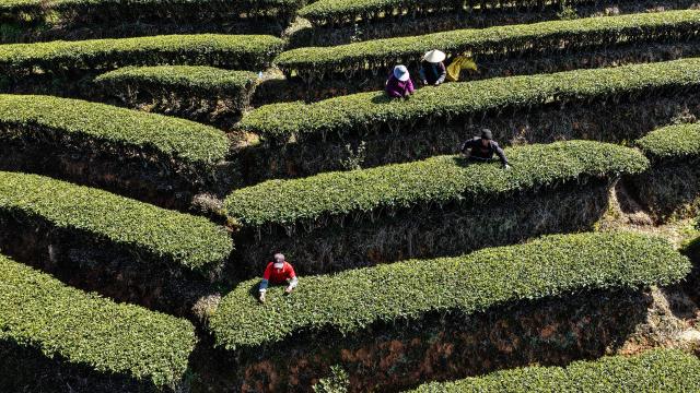 (260314) -- GUANGXI, March 14, 2026 (Xinhua) -- An aerial drone photo taken on March 12, 2026 shows farmers picking tea leaves in Sanjiang Dong Autonomous County, south China's Guangxi Zhuang Autonomous Region. As the spring tea picking season starts, tea factories and farmers are busy harvesting tea leaves in Sanjiang Dong Autonomous County. (Xinhua/Zhang Ailin)