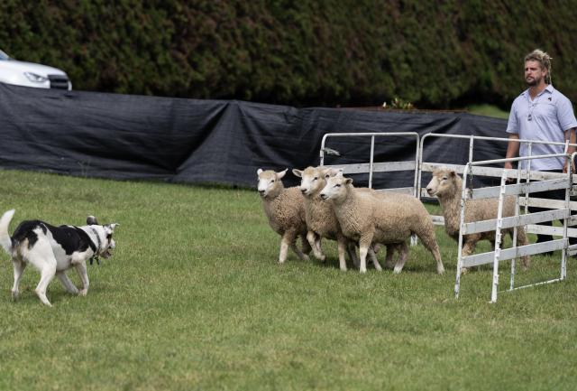 (260314) -- AUCKLAND, March 14, 2026 (Xinhua) -- This photo taken on March 14, 2026 shows a sheep dog trial during the Kumeu show in Auckland, New Zealand. (Photo by Wu Jiaxiang/Xinhua)