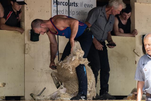 (260314) -- AUCKLAND, March 14, 2026 (Xinhua) -- This photo taken on March 14, 2026 shows a sheep shearing competition during the Kumeu show in Auckland, New Zealand. (Photo by Wu Jiaxiang/Xinhua)