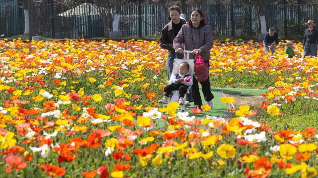 (260314) -- BEIJING, March 14, 2026 (Xinhua) -- People visit a park in Wuhan, central China's Hubei Province, March 14, 2026. (Xinhua/Xiao Yijiu)