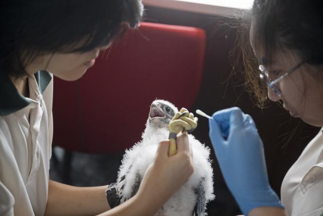 (260314) -- SINGAPORE, March 14, 2026 (Xinhua) -- Staff members of Singapore's National Parks Board (NParks) take a DNA swab from the feet and beak of a peregrine falcon chick during a tagging and data collection operation at the OCBC Center in Singapore, March 14, 2026. Singapore's NParks staff fitted ring tags on four peregrine falcon chicks at the downtown OCBC Center on Saturday to track their movements, lifespan, and breeding patterns. (Photo by Then Chih Wey/Xinhua)