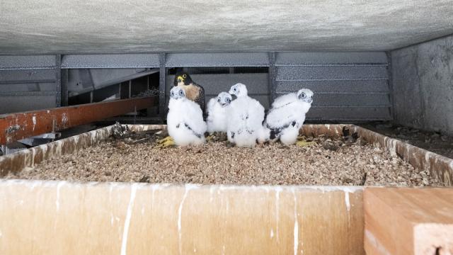 (260314) -- SINGAPORE, March 14, 2026 (Xinhua) -- This photo taken on March 14, 2026 shows a female peregrine falcon with her four ringed chicks after a tagging and data collection operation at the OCBC Center in Singapore. Singapore's National Parks Board (NParks) staff fitted ring tags on four peregrine falcon chicks at the downtown OCBC Center on Saturday to track their movements, lifespan, and breeding patterns. (Photo by Then Chih Wey/Xinhua)
