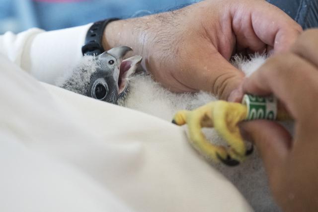 (260314) -- SINGAPORE, March 14, 2026 (Xinhua) -- A staff member of Singapore's National Parks Board (NParks) puts a ring tag on a foot of a peregrine falcon chick during a tagging and data collection operation at the OCBC Center in Singapore, March 14, 2026. Singapore's NParks staff fitted ring tags on four peregrine falcon chicks at the downtown OCBC Center on Saturday to track their movements, lifespan, and breeding patterns. (Photo by Then Chih Wey/Xinhua)