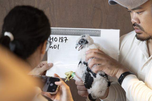 (260314) -- SINGAPORE, March 14, 2026 (Xinhua) -- Staff members of Singapore's National Parks Board (NParks) take a photo of a Peregrine falcon chick during a tagging and data collection operation at the OCBC Center in Singapore, March 14, 2026. Singapore's NParks staff fitted ring tags on four peregrine falcon chicks at the downtown OCBC Center on Saturday to track their movements, lifespan, and breeding patterns. (Photo by Then Chih Wey/Xinhua)