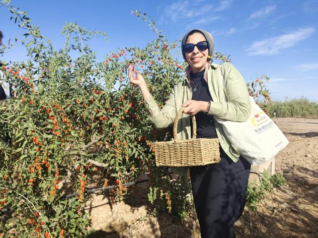 (260708) -- TONGXIN, July 8, 2026 (Xinhua) -- Egyptian scholar Mehad Mousa picks goji berries in a goji berry plantation in Tongxin County, northwest China's Ningxia Hui Autonomous Region, July 6, 2026. TO GO WITH "China Focus: 90 years after Edgar Snow, a journey through China's revolutionary past and present" (Xinhua/Xie Jianwen)