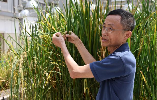 (260708) -- SHANGHAI, July 8, 2026 (Xinhua) -- Lin Hongxuan, an academician of the Chinese Academy of Sciences (CAS), introduces research findings on paddy rice at a laboratory of CAS Center for Excellence in Molecular Plant Sciences in Shanghai, east China, July 7, 2026. Basic research is the foundation of all scientific and technological innovation. In recent years, the CAS Shanghai Branch has worked closely with Shanghai to foster basic research. It also provides stable support for young researchers, creating an environment where long-term scientific exploration can generate breakthroughs that serve national priorities and advance cutting-edge research. (Xinhua/Fang Zhe)