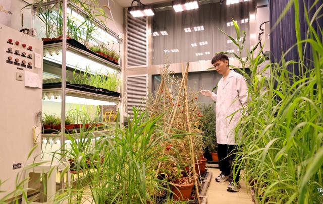 (260708) -- SHANGHAI, July 8, 2026 (Xinhua) -- A researcher checks plants at a laboratory of the Chinese Academy of Sciences (CAS) Center for Excellence in Molecular Plant Sciences in Shanghai, east China, July 7, 2026. Basic research is the foundation of all scientific and technological innovation. In recent years, the CAS Shanghai Branch has worked closely with Shanghai to foster basic research. It also provides stable support for young researchers, creating an environment where long-term scientific exploration can generate breakthroughs that serve national priorities and advance cutting-edge research. (Xinhua/Fang Zhe)