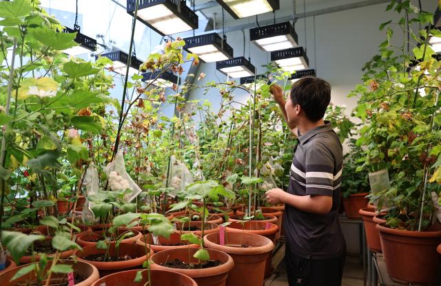 (260708) -- SHANGHAI, July 8, 2026 (Xinhua) -- A researcher checks plants at a laboratory of the Chinese Academy of Sciences (CAS) Center for Excellence in Molecular Plant Sciences in Shanghai, east China, July 7, 2026. Basic research is the foundation of all scientific and technological innovation. In recent years, the CAS Shanghai Branch has worked closely with Shanghai to foster basic research. It also provides stable support for young researchers, creating an environment where long-term scientific exploration can generate breakthroughs that serve national priorities and advance cutting-edge research. (Xinhua/Fang Zhe)
