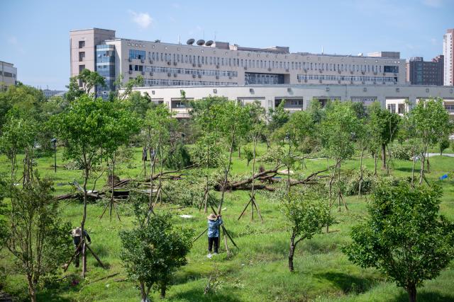 (260709) --BEIJING, July 9, 2026 (Xinhua) -- Staff members remove fallen trees in Huanggang Normal University of Huanggang City in central China's Hubei Province, July 8, 2026.
  A tornado struck the urban area of Huanggang City on Monday, causing damage to multiple buildings of Huanggang Normal University. (Xinhua/Wu Zhizun)