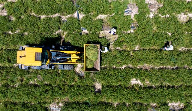 (260709) -- BEIJING, July 9, 2026 (Xinhua) -- An aerial drone photo shows farmers weeding at a plantation of Scutellaria baicalensis, a plant whose root is used for traditional Chinese medicine, in Shatupo Village of Tongxin County, northwest China's Ningxia Hui Autonomous Region, July 7, 2026.
  TO GO WITH "China Focus: 90 years after Edgar Snow, a journey through China's revolutionary past and present" (Xinhua/Yang Zhisen)