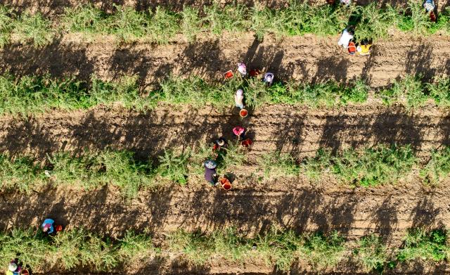 (260709) -- BEIJING, July 9, 2026 (Xinhua) -- An aerial drone photo shows farmers picking goji berries at a plantation in Hexi Town of Tongxin County, northwest China's Ningxia Hui Autonomous Region, July 6, 2026.
  TO GO WITH "China Focus: 90 years after Edgar Snow, a journey through China's revolutionary past and present" (Xinhua/Yang Zhisen)