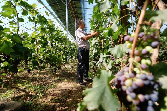 (260709) -- BEIJING, July 9, 2026 (Xinhua) -- A farmer tends grapes at an agricultural base in Xiamaguan Town of Tongxin County, northwest China's Ningxia Hui Autonomous Region, July 7, 2026.
  TO GO WITH "China Focus: 90 years after Edgar Snow, a journey through China's revolutionary past and present" (Xinhua/Yang Zhisen)