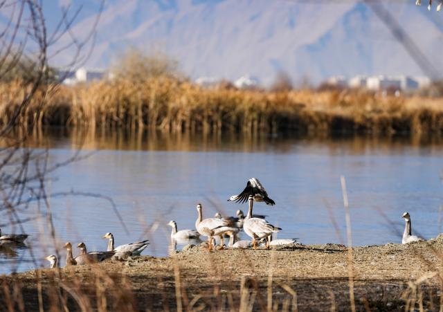 (260710) -- LHASA, July 10, 2026 (Xinhua) -- Bar-headed geese are pictured at the Lhalu Wetland National Nature Reserve in Lhasa, southwest China's Xizang Autonomous Region, Dec. 20, 2025.
  TO GO WITH "China Focus: Beyond pilgrimage, Lhasa looks to a broader future on 'roof of the world'" (Xinhua/Jigme Dorje)