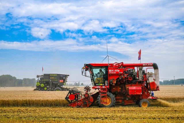 (260710) -- BEIJING, July 10, 2026 (Xinhua) -- Workers operate agricultural machines to harvest wheat at a wheat field of a seed breeding base in Huiting Town of Xiayi County, Shangqiu City of central China's Henan Province, June 5, 2026.
  China has seen another bumper summer grain harvest in 2026, with total output topping 150 million tonnes for the first time, official data showed Friday.
  The country's summer grain output totaled 150.75 million tonnes this year, up 0.7 percent or 1 million tonnes year on year, according to a survey by the National Bureau of Statistics. (Photo by Wang Gaochao/Xinhua)