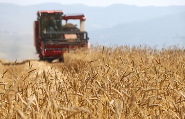 (260710) -- BEIJING, July 10, 2026 (Xinhua) -- An agricultural machine harvests wheat at a village of Weirong Town of Jingning County, Pingliang City of northwest China's Gansu Province, July 7, 2026.
  China has seen another bumper summer grain harvest in 2026, with total output topping 150 million tonnes for the first time, official data showed Friday.
  The country's summer grain output totaled 150.75 million tonnes this year, up 0.7 percent or 1 million tonnes year on year, according to a survey by the National Bureau of Statistics. (Photo by Wang Yi/Xinhua)