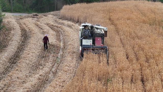 (260710) -- BEIJING, July 10, 2026 (Xinhua) -- A drone photo taken on July 5, 2026 shows a villager operating an agricultural machine to harvest wheat at a terraced field in a village of Liuliang Town, Zhuanglang County of northwest China's Gansu Province.
  China has seen another bumper summer grain harvest in 2026, with total output topping 150 million tonnes for the first time, official data showed Friday.
  The country's summer grain output totaled 150.75 million tonnes this year, up 0.7 percent or 1 million tonnes year on year, according to a survey by the National Bureau of Statistics. (Photo by Zhang Peijie/Xinhua)