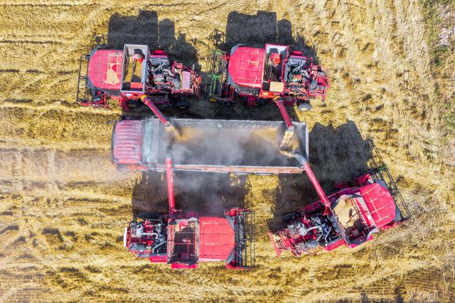 (260710) -- BEIJING, July 10, 2026 (Xinhua) -- An aerial drone photo take on June 13, 2026 shows agricultural machines loading newly harvested wheat onto a truck at a farm in Yongji City, north China's Shanxi Province.
  China has seen another bumper summer grain harvest in 2026, with total output topping 150 million tonnes for the first time, official data showed Friday.
  The country's summer grain output totaled 150.75 million tonnes this year, up 0.7 percent or 1 million tonnes year on year, according to a survey by the National Bureau of Statistics. (Photo by Xue Jun/Xinhua)