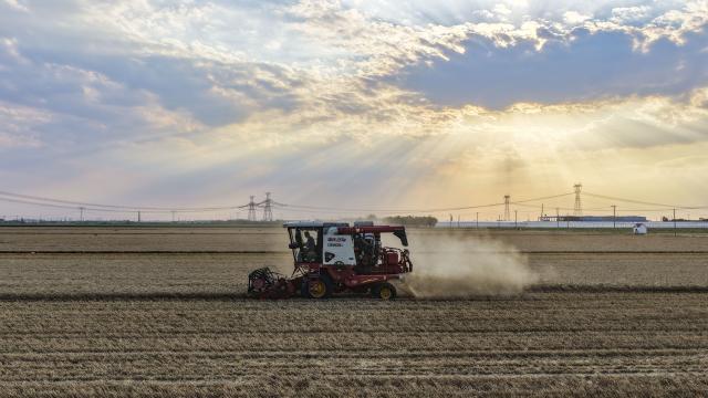 (260710) -- BEIJING, July 10, 2026 (Xinhua) -- A drone photo taken on June 9, 2026 shows a farmer operating a machine to harvest wheat at a wheat field in Lique Town of Guangrao County, Dongying City of east China's Shandong Province.
  China has seen another bumper summer grain harvest in 2026, with total output topping 150 million tonnes for the first time, official data showed Friday.
  The country's summer grain output totaled 150.75 million tonnes this year, up 0.7 percent or 1 million tonnes year on year, according to a survey by the National Bureau of Statistics. (Photo by Liu Yunjie/Xinhua)