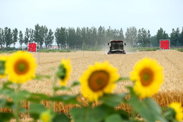 (260710) -- BEIJING, July 10, 2026 (Xinhua) -- An agricultural machine harvests wheat at a wheat field of a cooperative in Qingdao, east China's Shandong Province, June 19, 2026.
  China has seen another bumper summer grain harvest in 2026, with total output topping 150 million tonnes for the first time, official data showed Friday.
  The country's summer grain output totaled 150.75 million tonnes this year, up 0.7 percent or 1 million tonnes year on year, according to a survey by the National Bureau of Statistics. (Photo by Liang Xiaopeng/Xinhua)