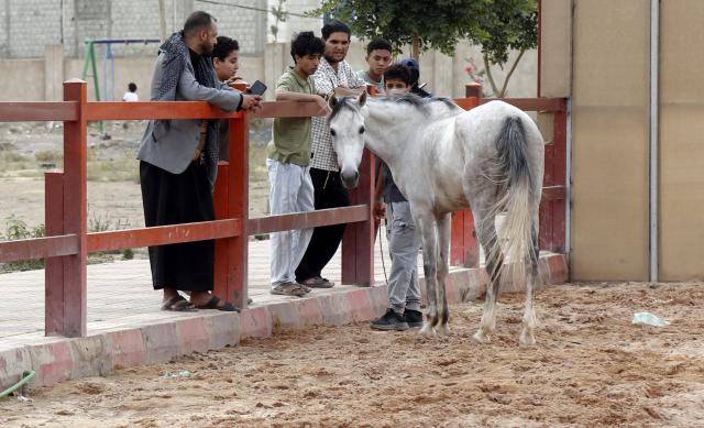 (260710) -- SANAA, July 10, 2026 (Xinhua) -- Visitors check an Arabian horse at an equestrian club in Sanaa, Yemen, on July 9, 2026. Horse lovers and trainers gathered at an equestrian club in Yemen's capital Sanaa to promote equestrian culture and encourage horse riding ahead of World Horse Day, which falls on July 11. (Photo by Mohammed Mohammed/Xinhua)