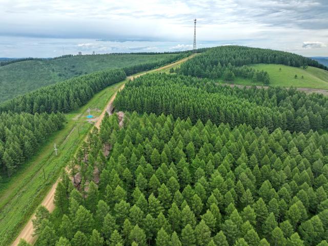 (260711) -- CHENGDE, July 11, 2026 (Xinhua) -- An aerial drone photo taken on July 10, 2026 shows a summer scenery at the Saihanba mechanized forest farm in Chengde City, north China's Hebei Province. (Xinhua/Mu Yu)
