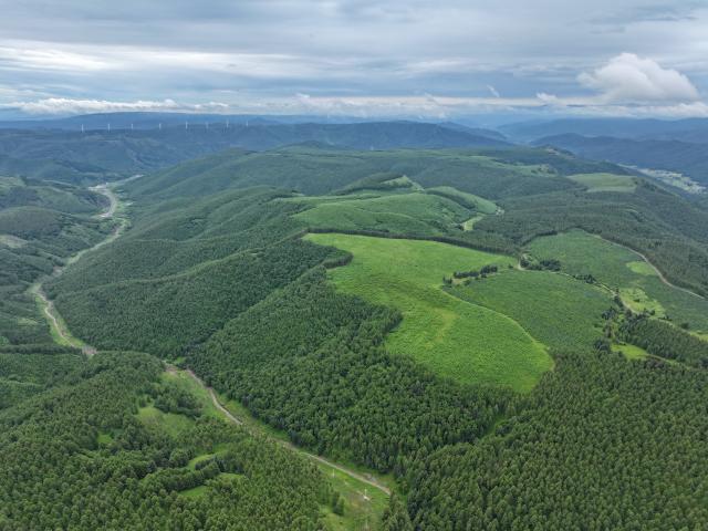(260711) -- CHENGDE, July 11, 2026 (Xinhua) -- An aerial drone photo taken on July 10, 2026 shows a summer scenery at the Saihanba mechanized forest farm in Chengde City, north China's Hebei Province. (Xinhua/Mu Yu)
