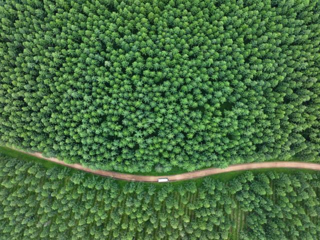 (260711) -- CHENGDE, July 11, 2026 (Xinhua) -- An aerial drone photo taken on July 10, 2026 shows a car running on a road winding through the Saihanba mechanized forest farm in Chengde City, north China's Hebei Province, July 10, 2026. (Xinhua/Mu Yu)
