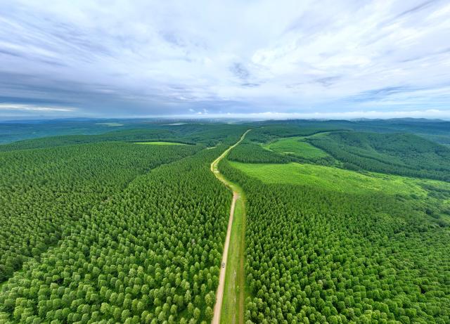 (260711) -- CHENGDE, July 11, 2026 (Xinhua) -- An aerial drone photo taken on July 10, 2026 shows a summer scenery at the Saihanba mechanized forest farm in Chengde City, north China's Hebei Province. (Xinhua/Mu Yu)