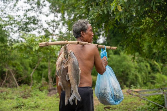 (260711) -- CHAMPASAK, July 11, 2026 (Xinhua) -- A fisherman walks with fish he has just caught in Champasak Province, Laos, July 10, 2026. Champasak Province in southern Laos is home to the final section of the Mekong River running through the country, and well noted for a diverse array of river fish and rich aquatic resources. Many locals rely on fishing for their livelihood. (Photo by Kaikeo Saiyasane/Xinhua)