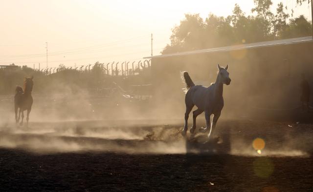 (260711) -- BAGHDAD, July 11, 2026 (Xinhua) -- Horses gallop in a paddock in Baghdad, Iraq, on July 10, 2026. The United Nations General Assembly adopted a resolution on June 3, 2025, declaring July 11 "World Horse Day" to celebrate the role of horses and to tackle the challenges they face in the modern world. (Xinhua/Khalil Dawood)