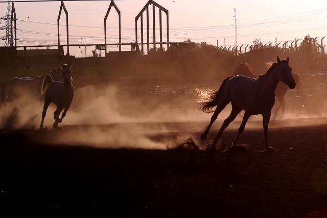 (260711) -- BAGHDAD, July 11, 2026 (Xinhua) -- Horses gallop in a paddock in Baghdad, Iraq, on July 10, 2026. The United Nations General Assembly adopted a resolution on June 3, 2025, declaring July 11 "World Horse Day" to celebrate the role of horses and to tackle the challenges they face in the modern world. (Xinhua/Khalil Dawood)