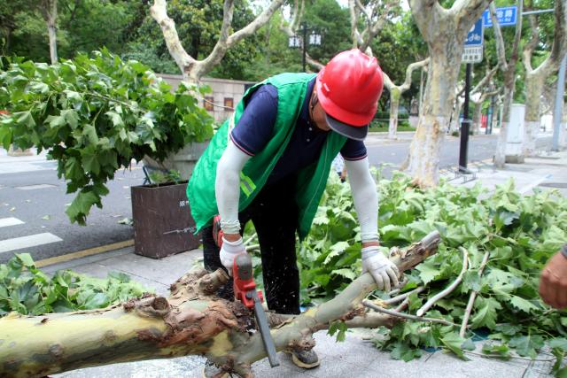 (260713) -- BEIJING, July 13, 2026 (Xinhua) -- A landscaping worker cuts a tree blown down by strong winds in Suzhou, east China's Jiangsu Province, July 12, 2026.
  As extreme weather has battered multiple regions across China in recent days, local authorities have implemented disaster prevention and relief measures to safeguard people's lives and property. (Photo by Wang Jiankang/Xinhua)