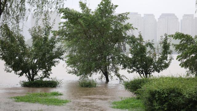 (260713) -- SHENYANG, July 13, 2026 (Xinhua) -- This photo taken on July 13, 2026 shows trees submerged in floodwaters by the Hunhe River in Shenyang, northeast China's Liaoning Province. Due to recent downpours, the water level at the Shenyang Hydrological Station on the Hunhe River reached 37.99 meters. (Xinhua/Yang Qing)
