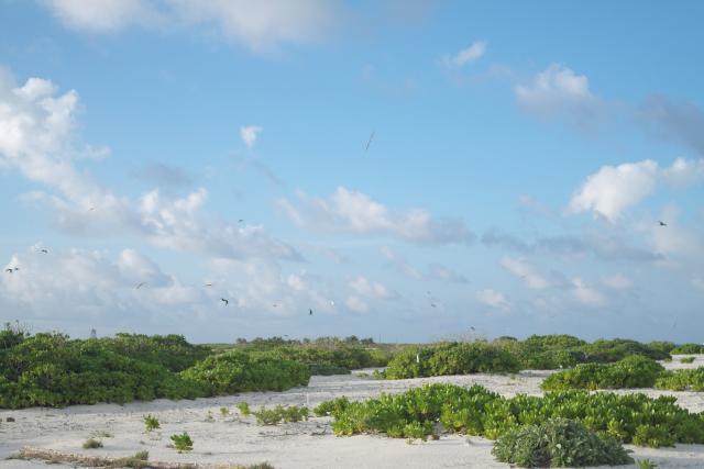 (260713) -- HAIKOU, July 13, 2026 (Xinhua) -- This photo taken on June 20, 2026 shows a flock of great crested terns flying over the Qilianyu Islands in the Xisha Islands, the South China Sea. TO GO WITH "Feature: How researchers, locals safeguard ecological harmony in China's Xisha Islands" (Xinhua)