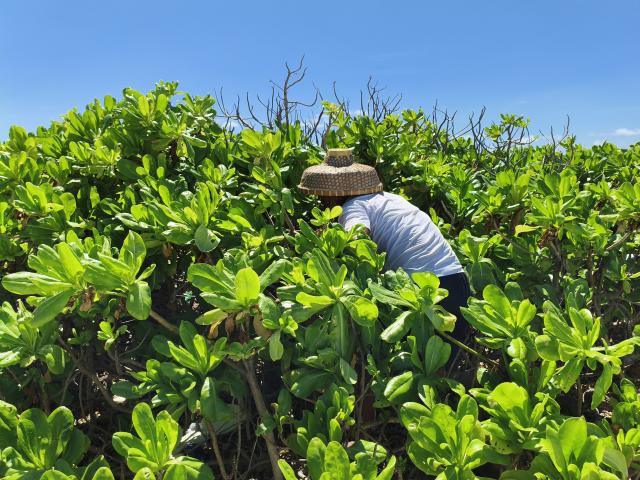 (260713) -- HAIKOU, July 13, 2026 (Xinhua) -- A fisherman observes bird nests in shrubs at the Qilianyu Islands in the Xisha Islands, the South China Sea, June 22, 2026. TO GO WITH "Feature: How researchers, locals safeguard ecological harmony in China's Xisha Islands" (Xinhua)