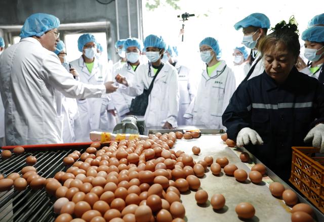(260714) -- ANSHAN, July 14, 2026 (Xinhua) -- Members of a study tour visit a chicken farming enterprise in Xiuyan Man Autonomous County, northeast China's Liaoning Province, July 12, 2026. Nearly 50 international teachers and students from five countries, including Mongolia, Greece, Thailand, Vietnam and Indonesia, joined the study tour, visiting modern agricultural production sites in northern China and enjoying immersive experiences of traditional Chinese culture. (Xinhua/Li Gang)