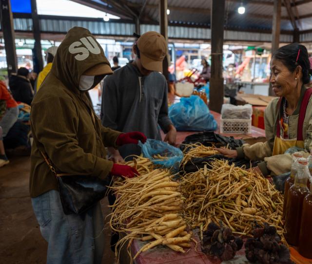 (260714) -- DAKCHEUNG, July 14, 2026 (Xinhua) -- This photo taken on July 13, 2026 shows the ginseng being sold at a local market in Dakcheung district, Sekong Province, Laos. (Photo by Kaikeo Saiyasane/Xinhua)