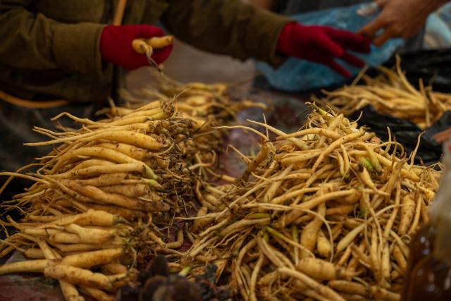 (260714) -- DAKCHEUNG, July 14, 2026 (Xinhua) -- This photo taken on July 13, 2026 shows the ginseng being sold at a local market in Dakcheung district, Sekong Province, Laos. (Photo by Kaikeo Saiyasane/Xinhua)