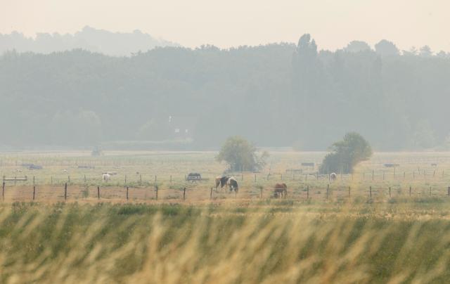 (260714) -- SEINE-ET-MARNE, July 14, 2026 (Xinhua) -- This photo taken on July 14, 2026 shows livestock and trees shrouded in smoke from a wildfire in Seine-et-Marne, France. French police have detained 59 people across the country in connection with wildfires, including two suspects linked to the blaze in the Fontainebleau forest in Seine-et-Marne department, southeast of Paris, French Interior Minister Laurent Nunez said on Monday.
   The wildfire in the Fontainebleau forest broke out on Sunday evening and continued to spread on Monday. (Xinhua/Wu Huiwo)
