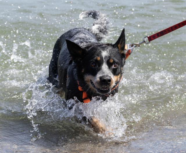 (260715) -- TORONTO, July 15, 2026 (Xinhua) -- A pet dog cools off in the Lake Ontario during a heatwave in Toronto, Canada, on July 14, 2026. (Photo by Zou Zheng/Xinhua)