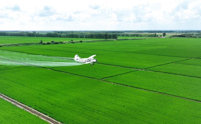 (260715) -- HARBIN, July 15, 2026 (Xinhua) -- An aerial drone photo taken on July 14, 2026 shows a plane carrying out aerial crop protection operations over a field of Beidahuang Group in northeast China's Heilongjiang Province. China's northern regions have entered a critical period for the prevention and control of crop diseases and pests. Various agricultural production units under Beidahuang Group in Heilongjiang Province have launched aerial crop protection operations over farmlands in succession, ensuring sound crop growth. (Photo by Li Ang/Xinhua)