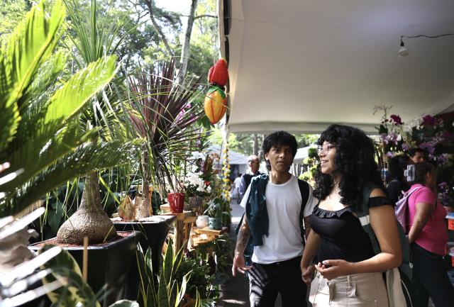 (260715) -- MEXICO CITY, July 15, 2026 (Xinhua) -- People visit the San Angel Flower Fair in Mexico City, Mexico, July 14, 2026. The annual event features flower markets, handicraft displays and cultural performances, highlighting local horticulture traditions, folk art and the historic charm of the district. (Xinhua/Liu Wenhui)